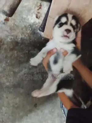Husky Puppies