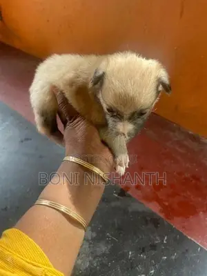Pomeranian Dogs