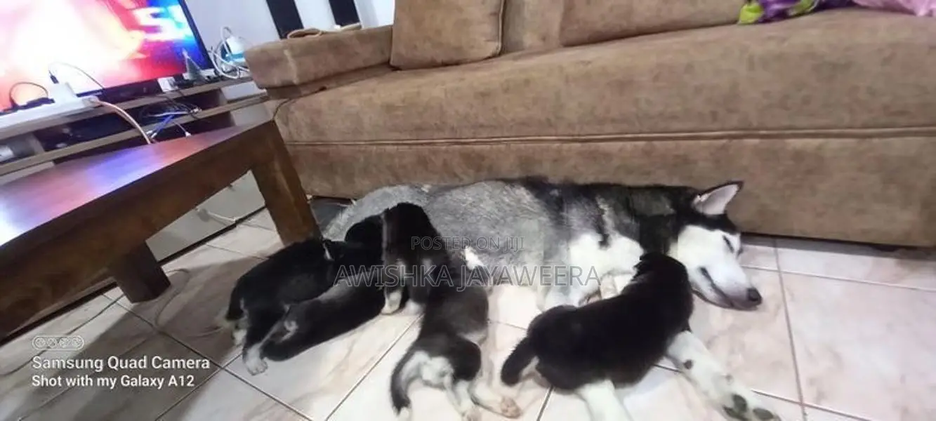 Husky Puppies