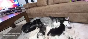 Husky Puppies