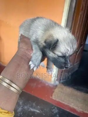 Pomeranian Dogs