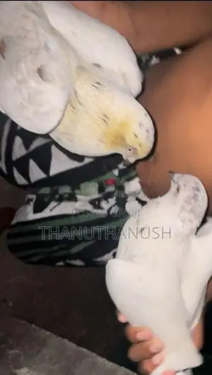 Pigeons