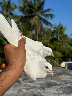 Pigeon