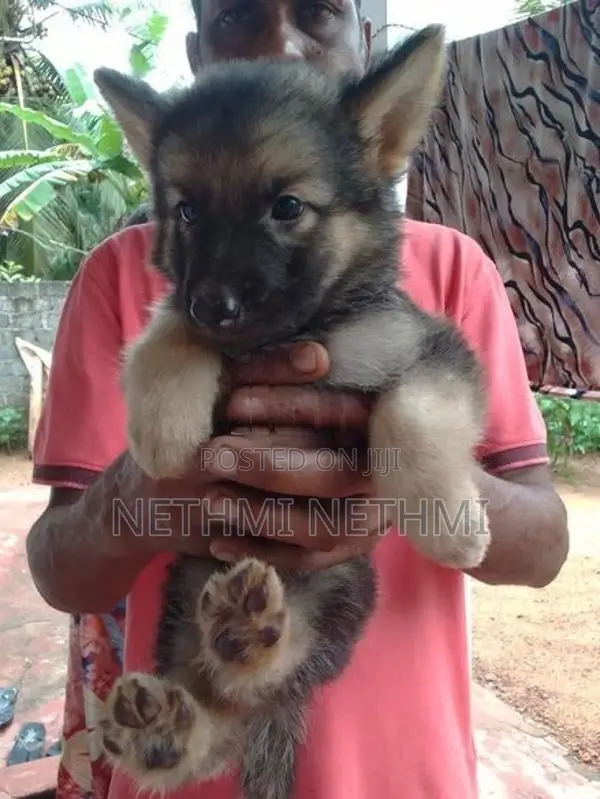 German Shepherd Puppies