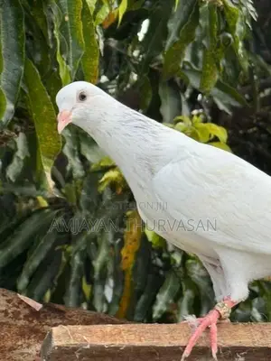 Pigeon