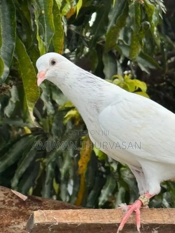 Pigeon