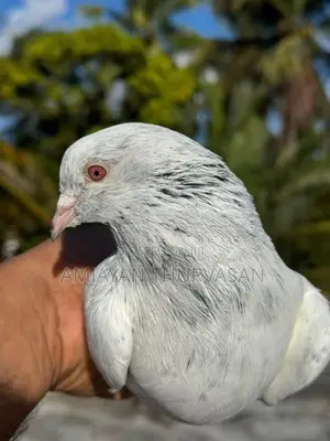 Pigeon