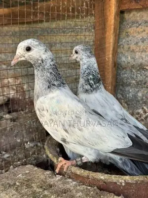 Pigeon
