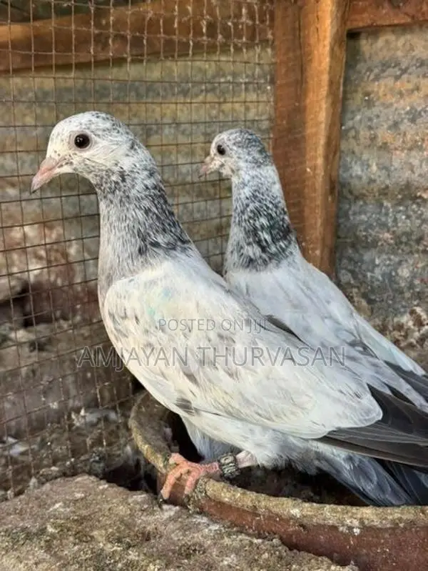 Pigeon