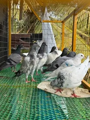 Pigeon