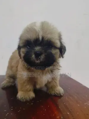 Shih Tzu Puppy