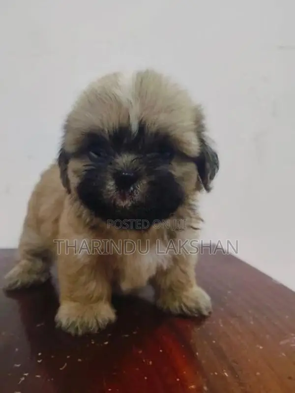 Shih Tzu Puppy