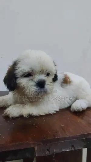 Shih Tzu Puppy