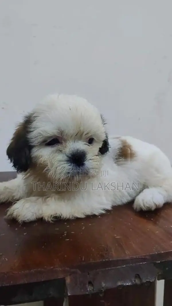 Shih Tzu Puppy