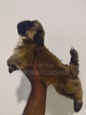 Shih Tzu Puppy