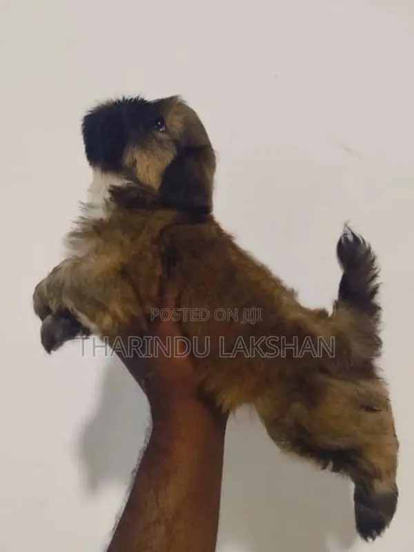 Shih Tzu Puppy