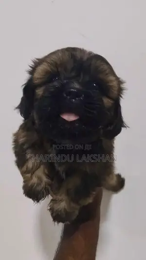 Shih Tzu Puppy