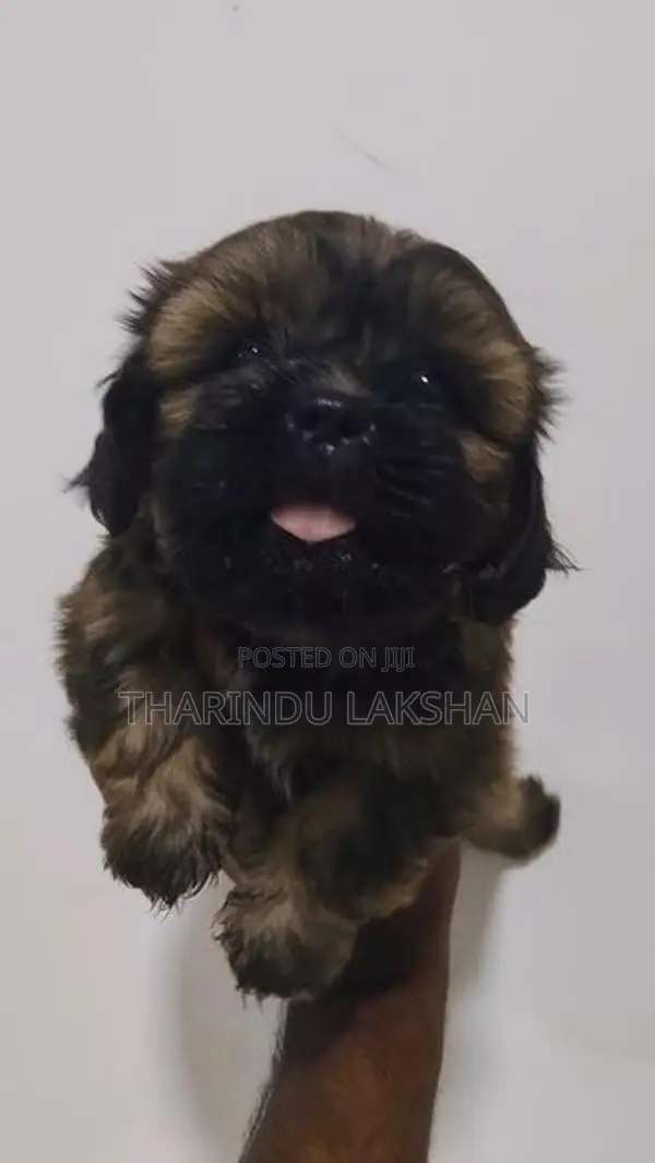 Shih Tzu Puppy