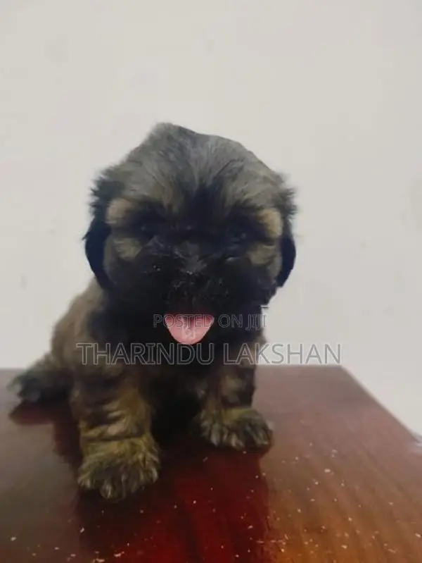 Shih Tzu Puppy