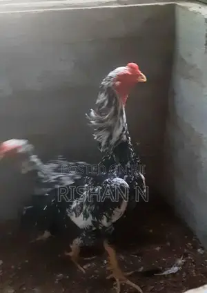 Shamo Rooster Chicks