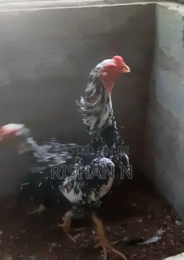 Shamo Rooster Chicks