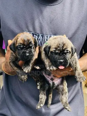 Cane Corso Puppies