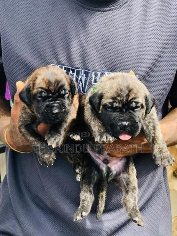 Cane Corso Puppies