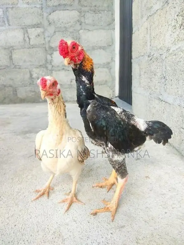 Shamo Chicks