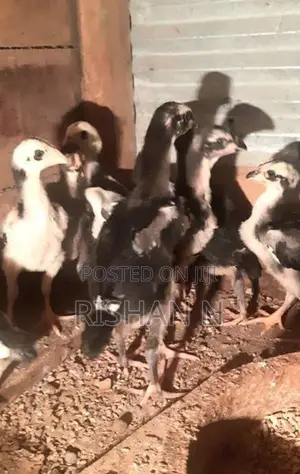 Shamo Rooster Chicks
