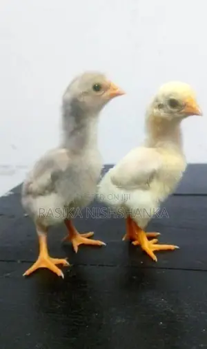 Shamo Chicks