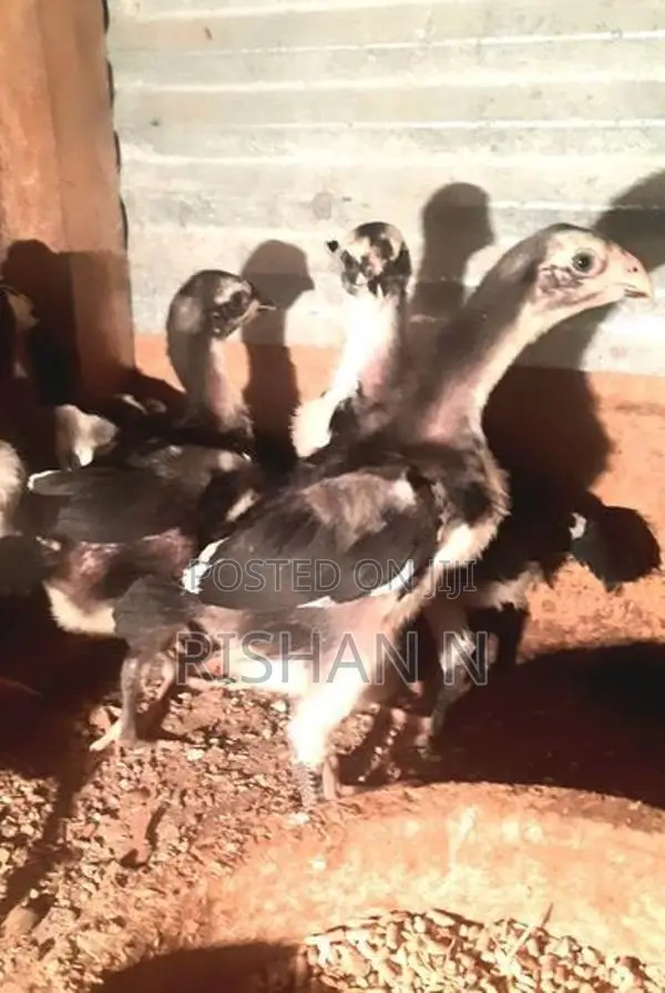 Shamo Rooster Chicks