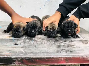 Cane Corso Puppies