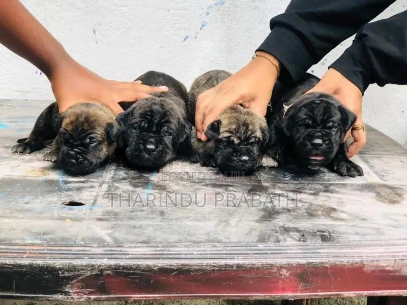 Cane Corso Puppies