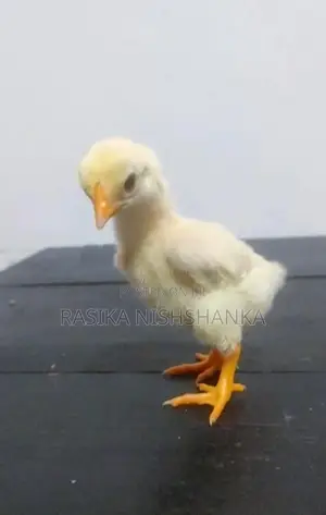 Shamo Chicks