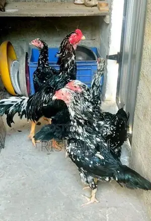 Shamo Rooster Chicks