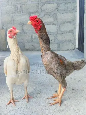 Shamo Chicks
