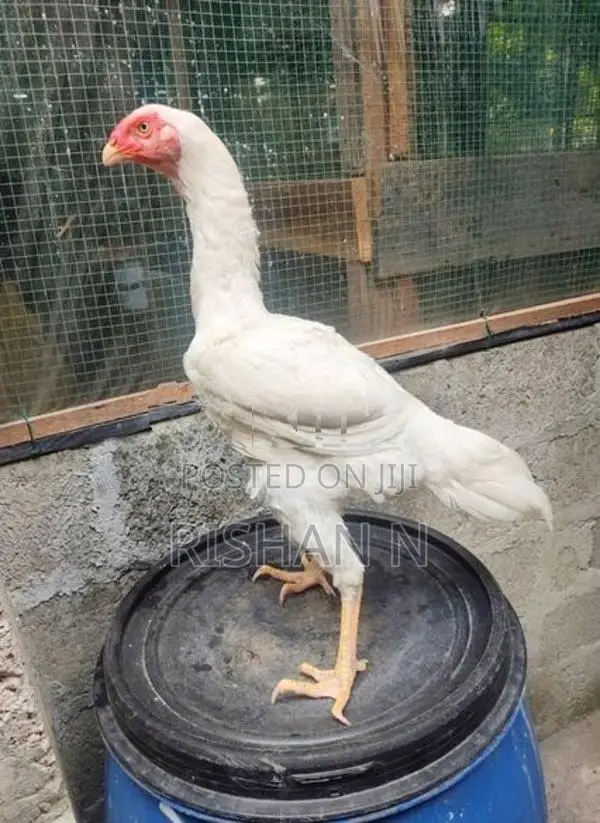Shamo Rooster Chicks