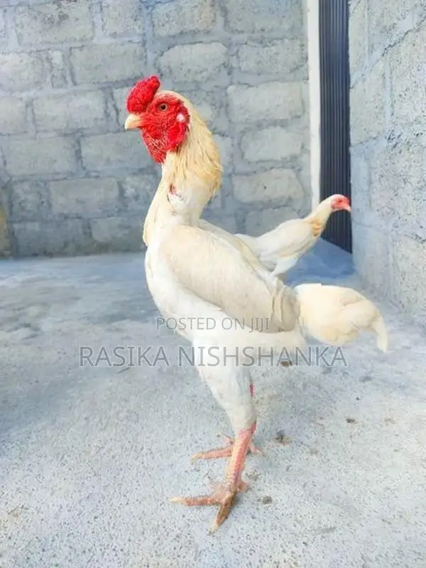 Shamo Chicks