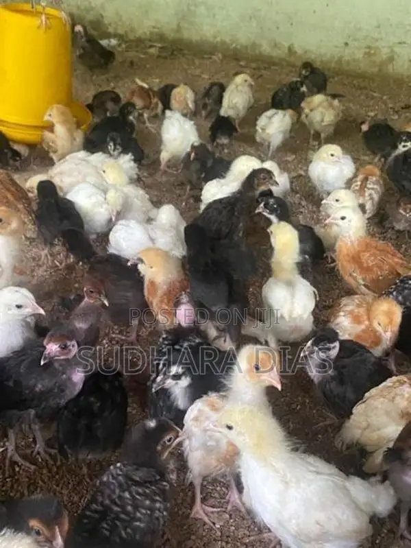 ගම් කිකිළි පැටව්
