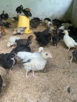 ගම් කිකිළි පැටව්