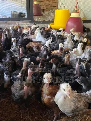 ගම් කිකිළි පැටව්