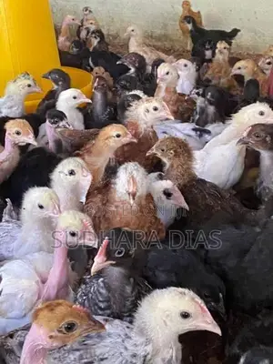 ගම් කිකිළි පැටව්