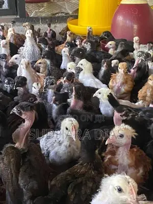 ගම් කිකිළි පැටව්