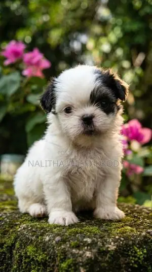 Shih Tzu Puppies
