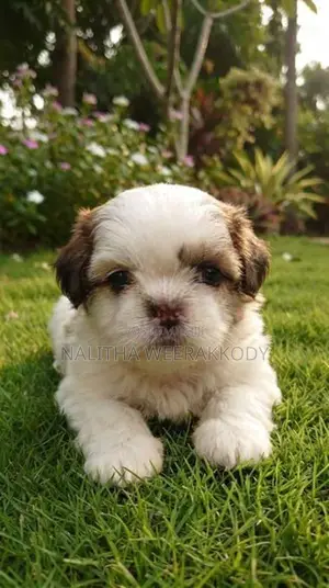 Shih Tzu Puppies