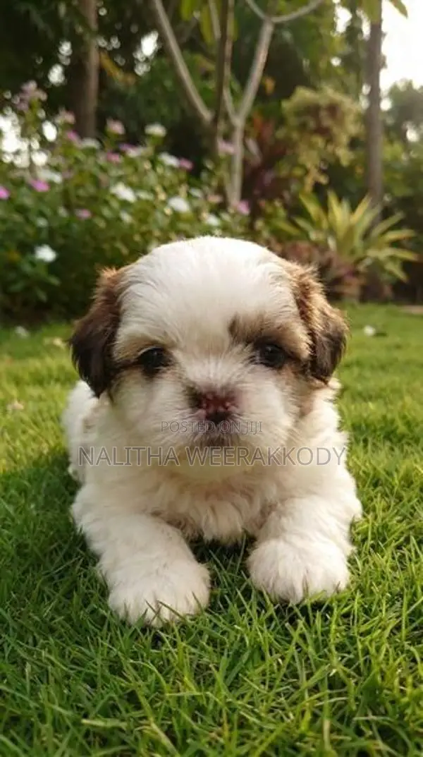 Shih Tzu Puppies