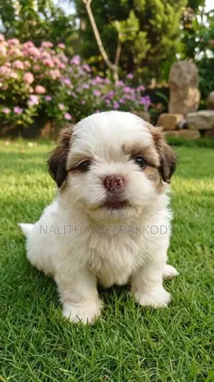 Shih Tzu Puppies