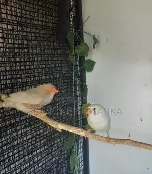 Finches Birds