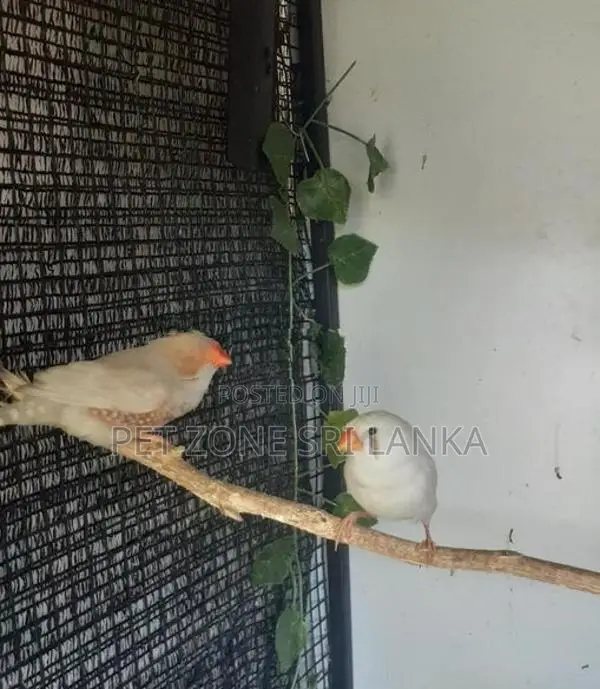 Finches Birds