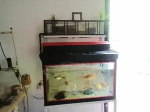 Fish Tank with Accessories